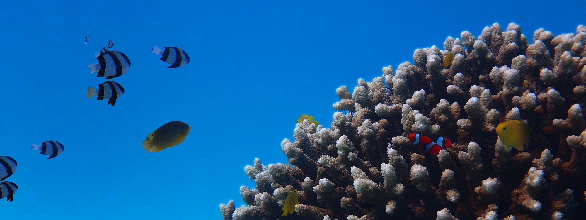 サンゴ礁と熱帯魚